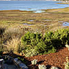 San Francisco Eco friendly back project