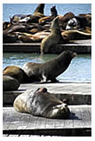 Ipe decking on San Francisco's Fisherman's Wharf